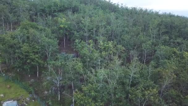 Luftaufnahmen Von Schönen Grünen Bergwiesen — Stockvideo