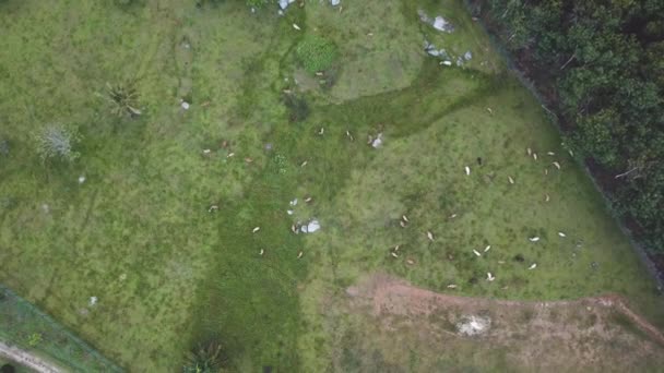 images aériennes de belles prairies verdoyantes de montagne 