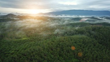 Sunset'teki kauçuk plantasyonları havadan görünümü
