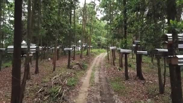 Imágenes Pequeñas Casas Pájaros Árboles Bosque — Vídeo de stock