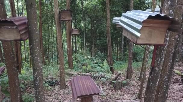 Záběry Malých Ptačích Domů Stromech Lese — Stock video