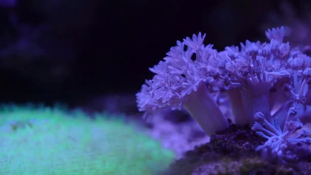 Close Beelden Van Koraal Het Aquarium Onder Neon Licht — Stockvideo