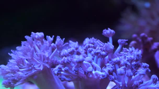 在霓虹灯下水族馆珊瑚的特写镜头 — 图库视频影像