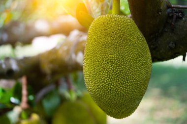 Tropik bir ormanda ağaçta asılı nefesi