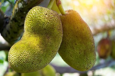 yakın çekim Jackfruits tropikal orman içinde ağaç üzerinde asılı vurdu