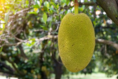 tropikal ormanda ağaçta asılı jack meyve yakın çekim vurdu