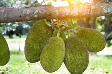 yakın çekim Jackfruits tropikal orman içinde ağaç üzerinde asılı vurdu