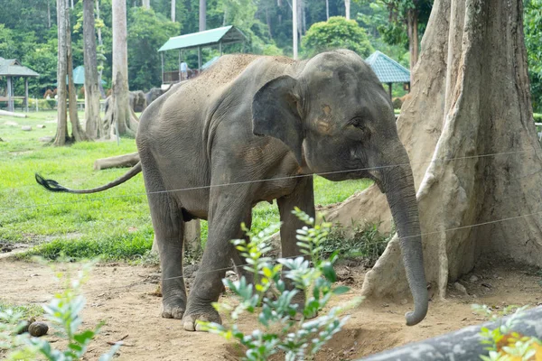 Pahang Malaysia October 2018 Kuala Gandah Elephant Sanctuary Pahang Malaysia — ストック写真