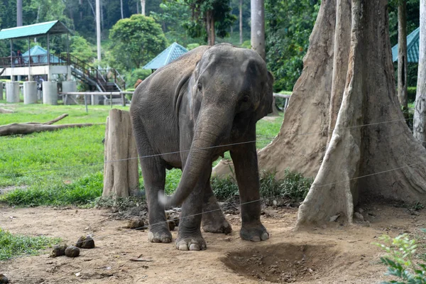 Pahang Malasia Octubre 2018 Kuala Gandah Elephant Sanctuary Pahang Malasia —  Fotos de Stock