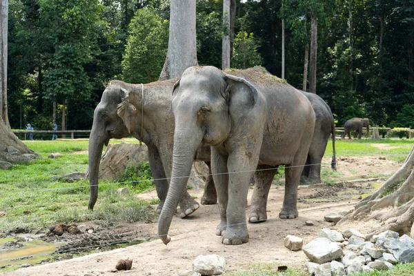 Pahang Malaisie Octobre 2018 Sanctuaire Éléphants Kuala Gandah Pahang Malaisie — Photo