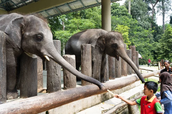 Pahang Malasia Octubre 2018 Kuala Gandah Elephant Sanctuary Pahang Malasia —  Fotos de Stock