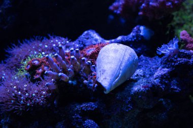 mercan akvaryum neon ışık altında yakın çekim vurdu