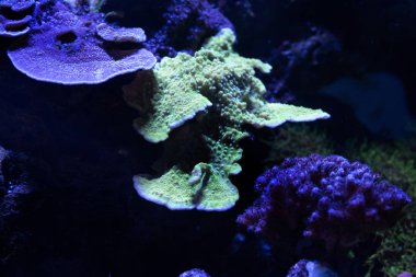 mercan akvaryum neon ışık altında yakın çekim vurdu