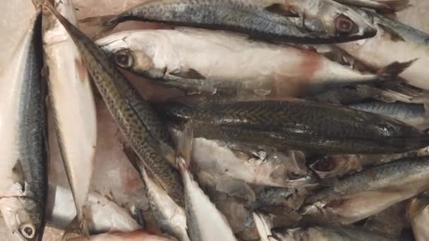 Images Rapprochées Poissons Dans Glace Vendus Sur Marché — Video