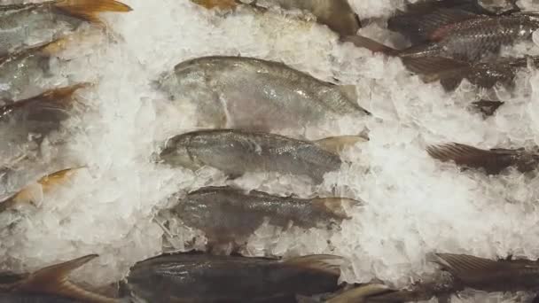 Images Rapprochées Poissons Dans Glace Vendus Sur Marché — Video