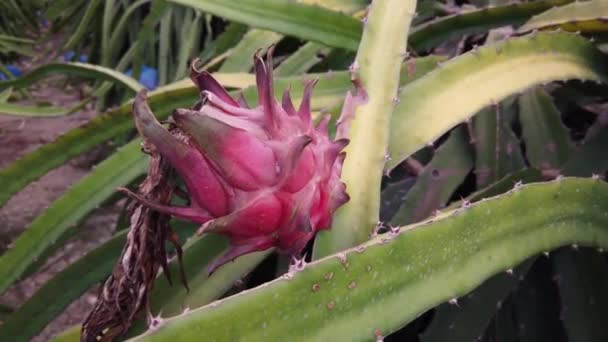 Séquences Scéniques Fruits Dragon Poussant Sur Buisson — Video