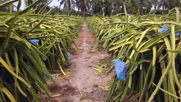 Szenische Aufnahmen Von Landwirtschaftlichem Feld Mit Vielen Aloe Pflanzen — Stockvideo