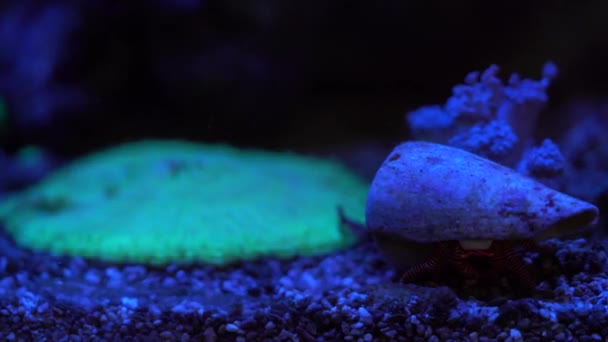 水族馆霓虹灯下珊瑚的特写镜头 — 图库视频影像