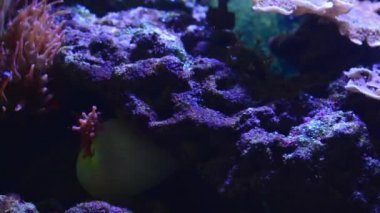 Akvaryumdaki neon ışığın altındaki mercanın yakın çekim görüntüleri.