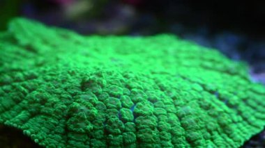 Yeşil bullseye mantar hareketli timelaspe