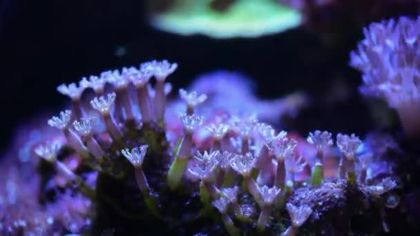 Detailní Záběry Korálů Pod Neonovým Světlem Akváriu — Stock video