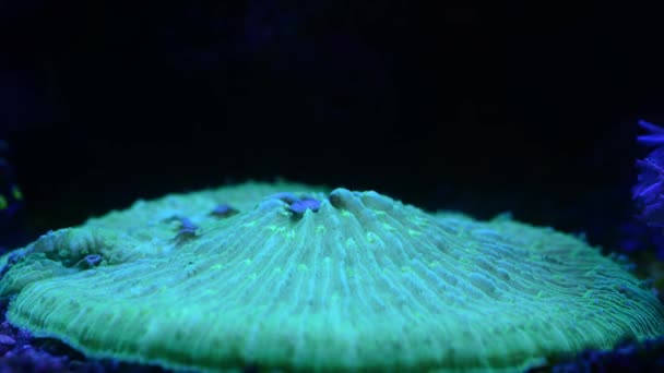 水族館のネオンの下にあるサンゴのクローズアップ映像です — ストック動画