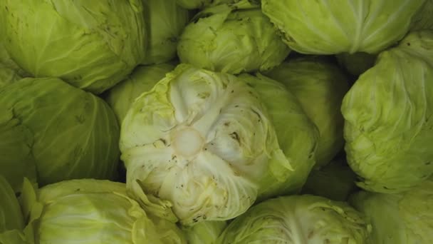 Close Footage Cabbage Selling Market — Stock Video