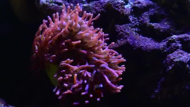 时光流逝的海葵珊瑚礁开放 — 图库视频影像