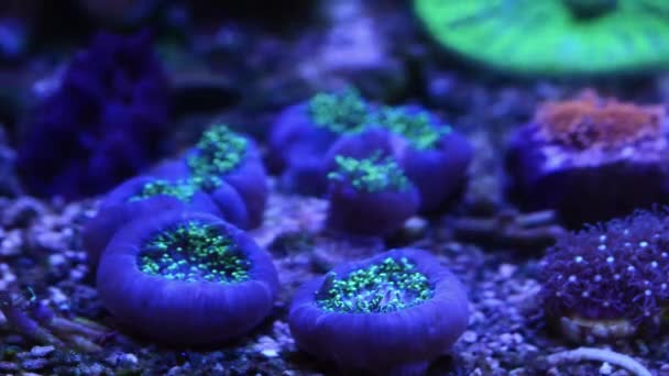 Грибные Кораллы Открываются Продлить Время Кормления — стоковое видео