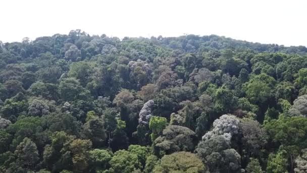 Imagens Aéreas Floresta Tropical Malásia — Vídeo de Stock