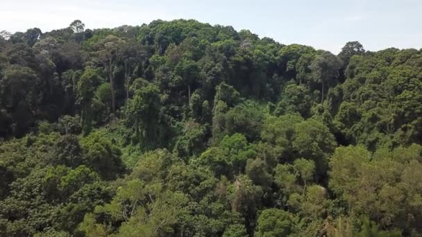 マレーシアの熱帯雨林の空中映像 — ストック動画