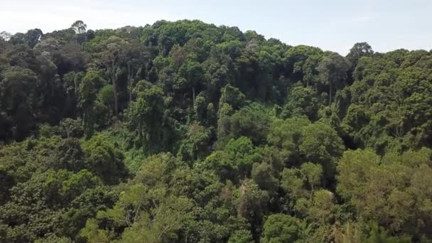 Aerial Footage Tropical Rainforest Malaysia — Stock Video