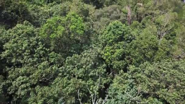 Images Aériennes Forêt Tropicale Humide Malaisie — Video
