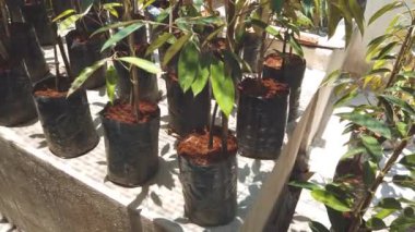 serada yetişen bitkilerin yakın çekim görüntüleri