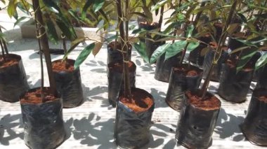 serada yetişen bitkilerin yakın çekim görüntüleri