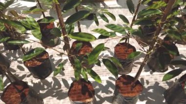 serada yetişen bitkilerin yakın çekim görüntüleri