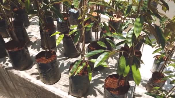 Primer Plano Las Plantas Que Crecen Invernadero — Vídeos de Stock