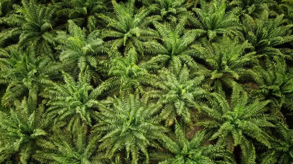 Aerial View Palm Oil Plantation Malaysia — Stock Photo, Image