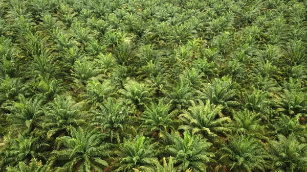 Widok Lotu Ptaka Plantacji Oleju Palmowego Malezji — Zdjęcie stockowe