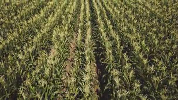 Imágenes Aéreas Del Hermoso Campo Agricultura Verde — Vídeos de Stock