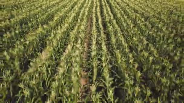 Luftaufnahmen Von Schönen Grünen Landwirtschaftlichen Feld — Stockvideo