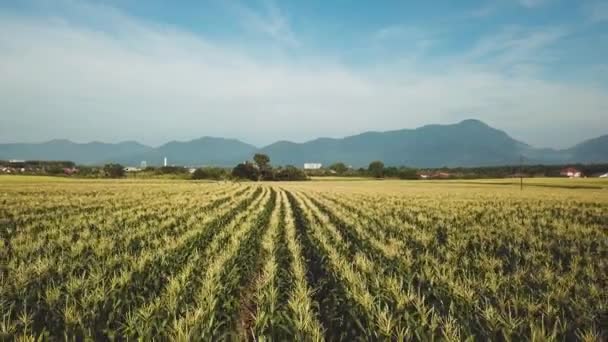 美丽的绿色农业田的空中镜头 — 图库视频影像