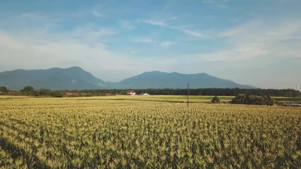 Luftaufnahmen Von Schönen Grünen Landwirtschaftlichen Feld — Stockvideo