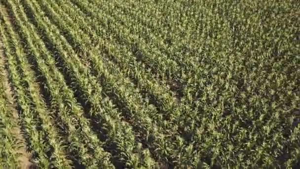 Imagens Aéreas Belo Campo Agricultura Verde — Vídeo de Stock