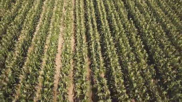 Imágenes Aéreas Del Hermoso Campo Agricultura Verde — Vídeos de Stock