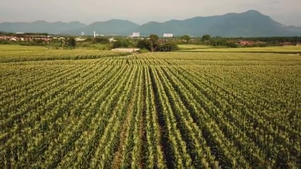 Luftaufnahmen Von Schönen Grünen Landwirtschaftlichen Feld — Stockvideo