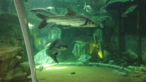 Кадры Публичного Аквариума Различными Рыбами Научном Музее — стоковое видео
