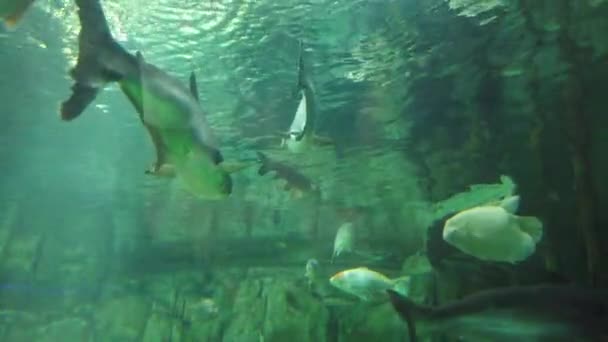 Imagens Aquário Público Com Vários Peixes Museu Ciências — Vídeo de Stock