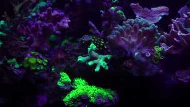 Akvaryumdaki neon ışığın altındaki mercanın yakın çekim görüntüleri.