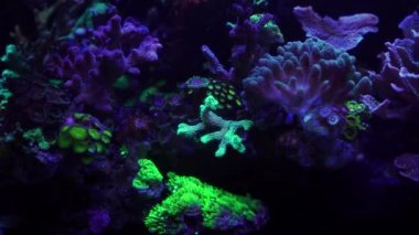 Akvaryumdaki neon ışığın altındaki mercanın yakın çekim görüntüleri.